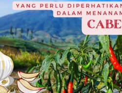 Cara Menanam Cabai yang Tepat, Hasil Panen Produktif