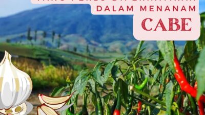 Cara menanam cabai yang tepat.