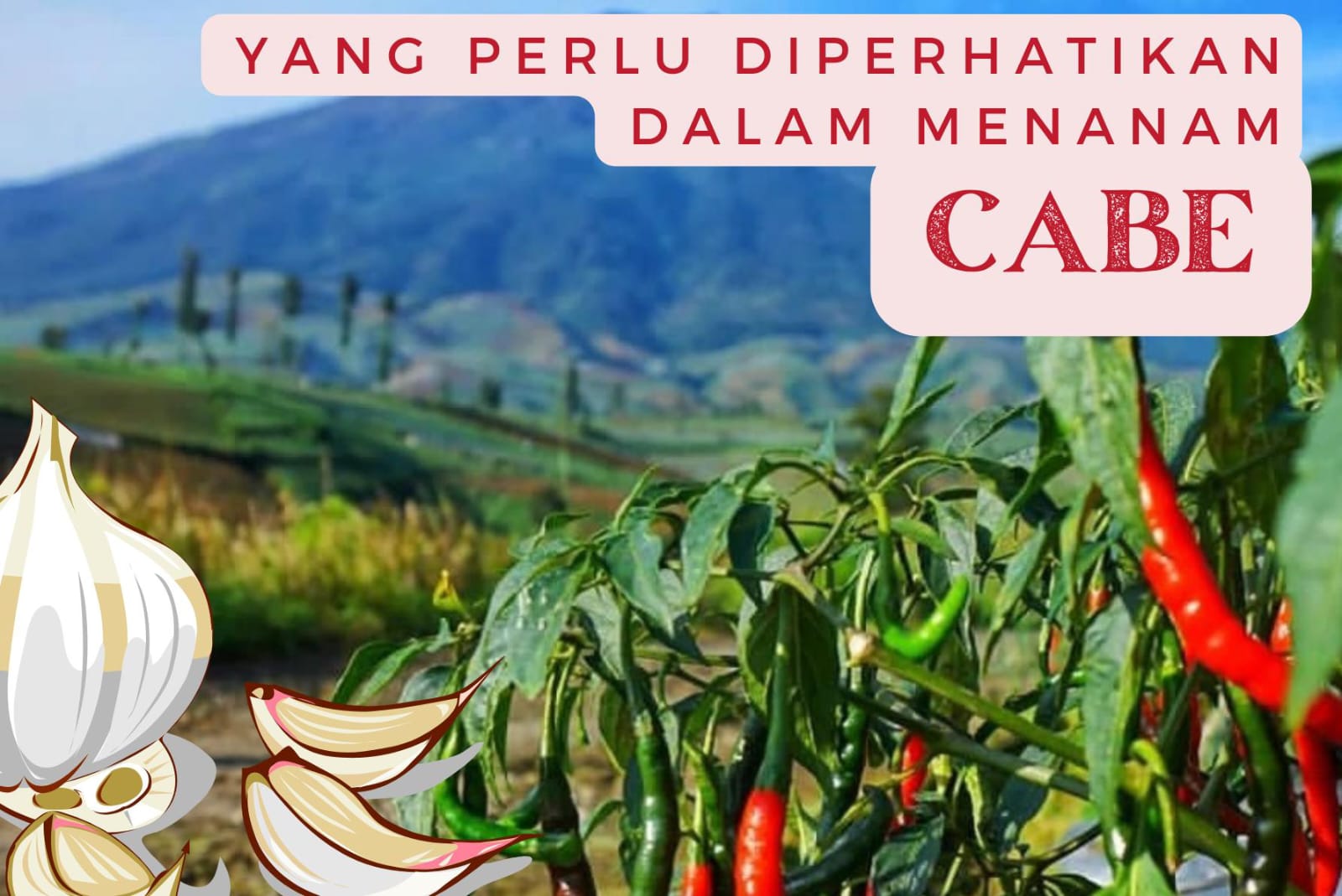 Cara menanam cabai yang tepat.