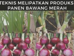 Cara Menanam Bawang Merah yang Efektif Bisa Melipatkan Gandakan Produksi Panen