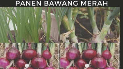 Cara Menanam Bawang Merah yang Efektif Bisa Melipatkan Gandakan Produksi Panen