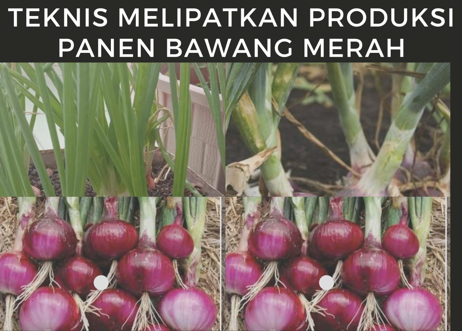 Ilustrasi cara menanam bawang merah.