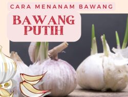 Untung Besar, Begini Cara Menanam Bawang Putih yang Efektif