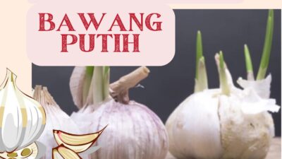 Cara menanam bawang putih yang efektif.