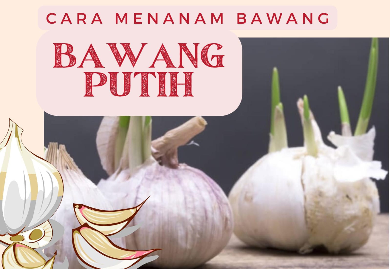 Cara menanam bawang putih yang efektif.