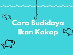 Cara Budidaya Ikan Kakap, Cuan Besar