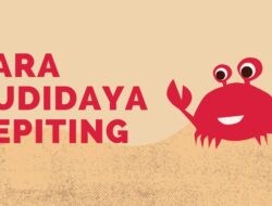 Cara Budidaya Kepiting, dari Awal hingga Panen