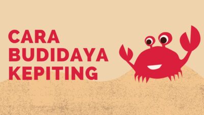 Ilustrasi cara budidaya kepiting