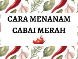 Cara Menanam Cabai Merah, Keuntungannya Uang Merah-merah