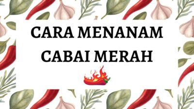 Cara menanam cabai merah