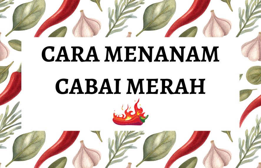 Cara menanam cabai merah