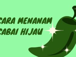 Cara Menanam Cabai Hijau, Mudah dan Aplikatif