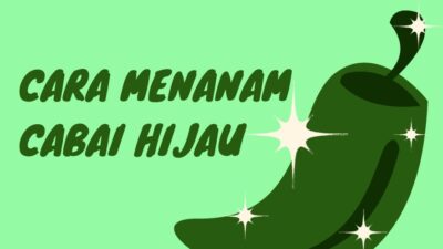 Cara menanam cabai hijau.