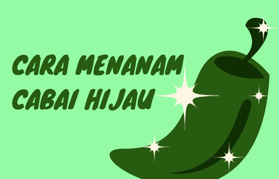 Cara menanam cabai hijau.