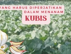 Cara Efektif Menanam Kubis dan Pemilihan Vatrietas Kubis Sesuai Musim
