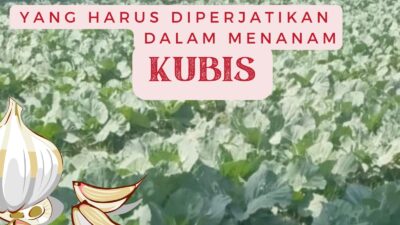 Ilustrasi cara efektif menanam kubis.