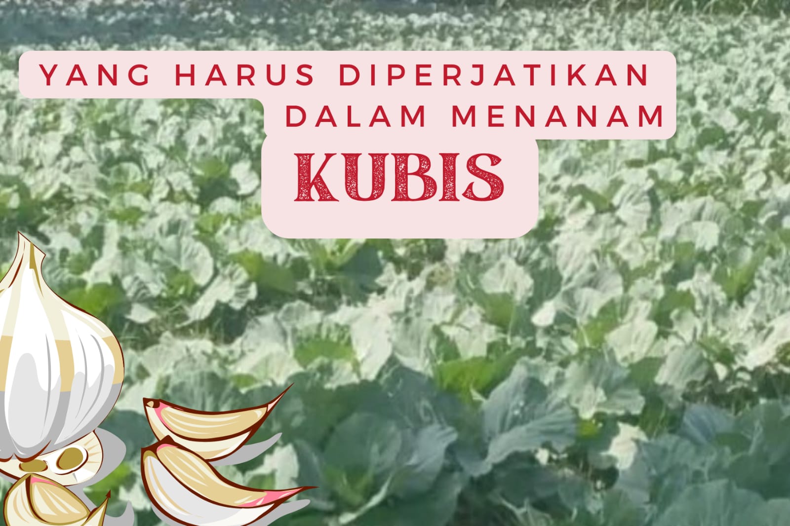 Ilustrasi cara efektif menanam kubis.