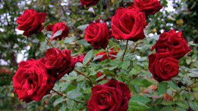Caption: Visualisasi Mawar Merah / Pinterest